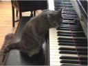 Cat playing piano